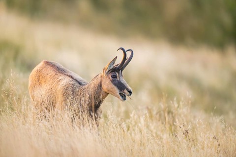 Chamois (Rupicapra rupicapra) on a meadow in the Vosges Mountains, wildlife, France