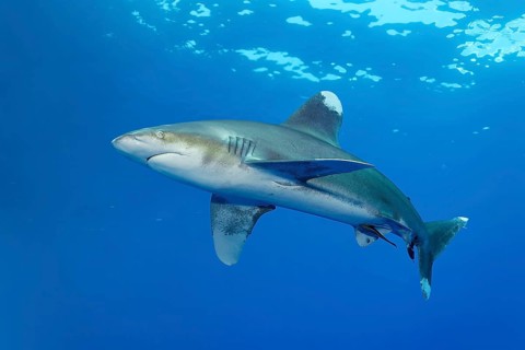 Oceanic whitetip shark (Carcharhinus longimanus swimming in blue water, Red Sea, Elphinstone Reef,