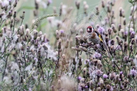 Goldfinch (Carduelis carduelis), Lower Saxony, Germany