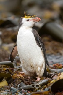 Royal Penguin (Eudyptes schlegeli), Macquarie Island, Australia