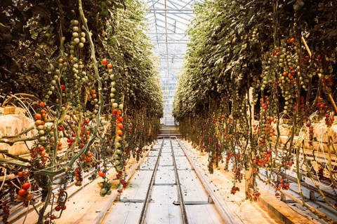 South Iceland-2nd march, 2023: tomato plants and paths in Fridheimar-visitors friendly tomato farm