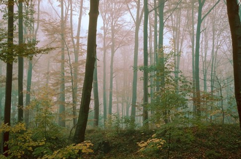 Germany, Greiz, Greiz-Werdauer-Wald, Thuringia, Atmosphere, Autumn, Beech Forest, Haze, Autumn,