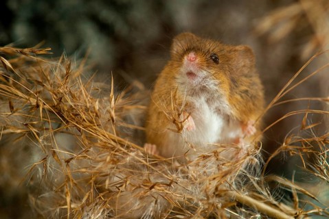 Harvest Mouse, Micromys Minutus, Rodents, Rodentia, Dwarf Mouse, Mammals, Muroids, Rodents, Mammals