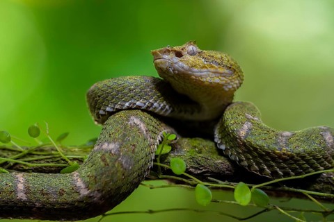 Griffin-tailed lance adder (Bothriechis schlegelii), green variety, sitting on a branch, Heredia