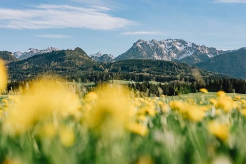 Dandelion in the Allgäu in front of the Alps and their beautiful mountains in Bavaria, Germany