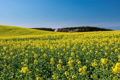 Rape field with blue sky and clouds, Rügen, Bergen, Mecklenburg-Western Pomerania, Germany