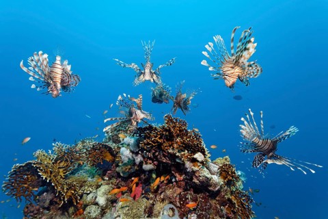 Group, 7, seven, Common lionfish (Pterois miles) over coral block Acropora stony coral