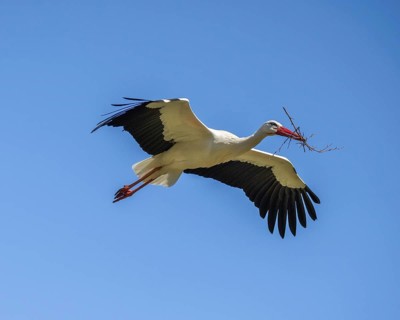 White stork with nesting material (Ciconia ciconia), Germany