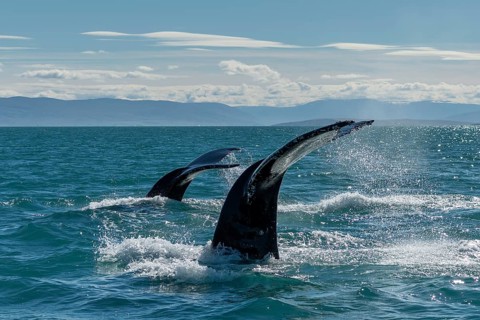 Two whale flukes carry out of the water and create splashing water under a blue sky, diving