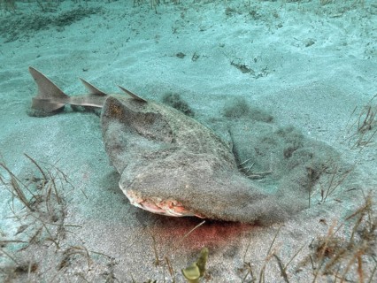 A large angel shark (Squatina squatina) shoots out of the sand of the seabed. Dive site El Cabron