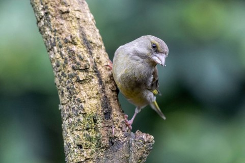 Greenfinch (Carduelis chloris), Emsland, Lower Saxony, Germany