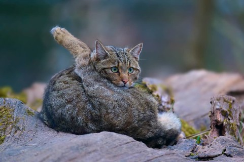 A wildcat resting on a stone in the forest, European wildcat (Felis silvestris), Germany