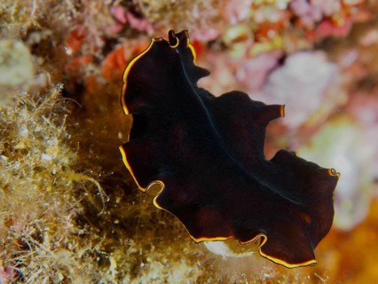 A wavy whirlpool worm with a yellow edge, black yellow flatworm (Prostheceraeus splendidus), over