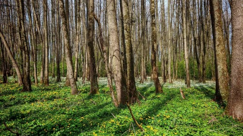 Tall trees and dense plants in a peaceful spring forest, idyllic floodplain landscape, riparian
