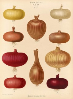 Vegetables, various onions, after Ernst Samuel Benary (10 November 1819, 19 February 1893), Hessian