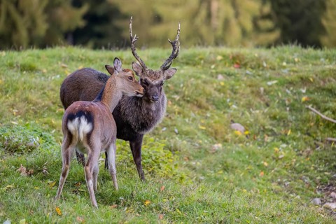 Deep affection. A Japanese sika deer (Cervus nippon nippon) doe cuddles intensely with a stag