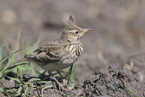 Haubenlerche (Galerida cristata) Crested Lark