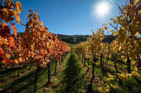 Vineyard, vines, vineyards, viticulture, autumn colouring, autumn, Kappelberg, Fellbach,