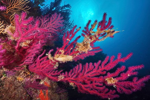 Egg capsule of Large Spotted Catshark (Scyliorhinus stellaris), attached to Violescent sea-whip