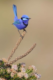 Splendid Fairywren (Malurus splendens) male, Western Australia, Australia