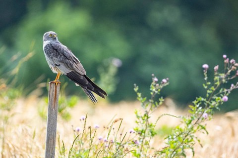 Montagu's harrier (Circus pygargus) ml Germany