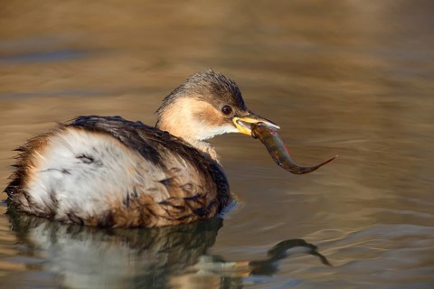 Little Grebe (Tachybaptus ruficollis) with fish prey in beak, Saxony-Anhalt, Germany