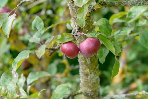 Malus sieversii (Malus sieversii), Hohenheim Gardens, Germany