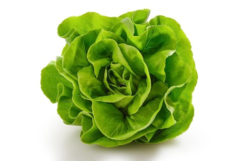 Overhead view of fresh and crispy butterhead lettuce isolated on white background with shadow