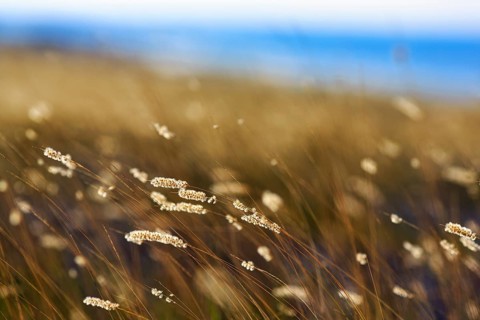 Tall grass in wind, feathery fluffy tips, minimalistic, close-up, background picture, coastline,