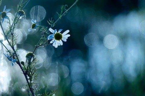 Summer meadow with morning dew, Germany