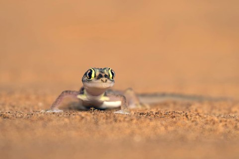 Namib gecko, web-footed gecko (Pachydactylus rangei) or palmato gecko in the sand, Dorob National