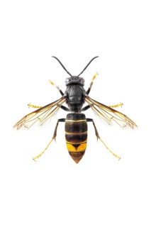 Asian Hornet (Vespa velutina), on white, Allariz, Galicia, Spain