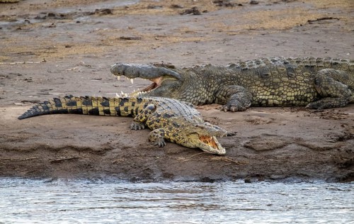 Nile crocodiles (Crocodylus niloticus) on the banks of the Mara River, with open mouth, Serengeti