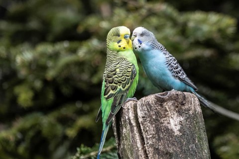 Budgerigars (Melopsittacus undulatus), Lower Saxony, Germany