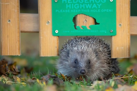 European hedgehog (Erinaceus europaeus) adult animal walking through a hole in a garden fence with