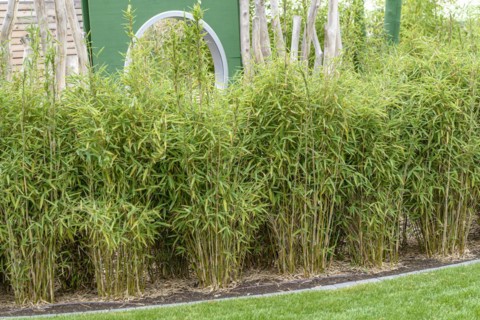 Muriel's umbrella bamboo (Fargesia murieliae 'Jumbo'), Anchers Havecenter, Giessen, Hesse, Germany