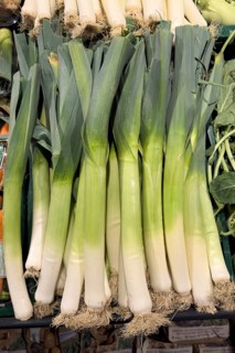 Leek (Allium ampeloprasum) Synonym (Allium porrum), leek, vegetable