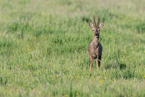 Roebuck (Capreolus capreolus), Emsland, Lower Saxony, Germany