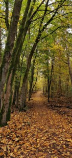 Idyllic forest trail covered with golden leaves, framed by trees, hiking in autumn, Frankenwald