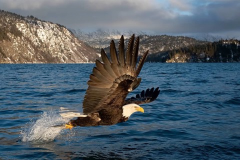 Bald Eagle (Haliaeetus leucocephalus) hunting, Alaska, USA