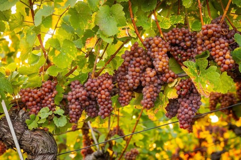 Goldener Wagen is a vineyard immediately north of Hoflößnitz, in the Oberlößnitz district of the