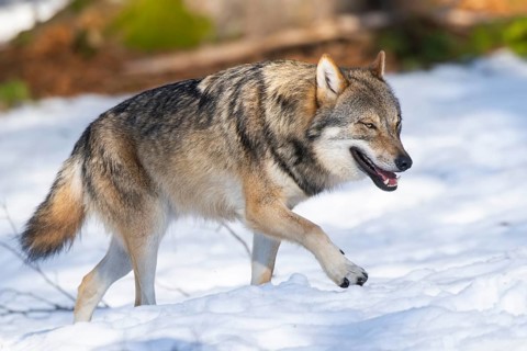 European gray wolf (Canis lupus lupus) walking in a forest in winter, snow, Bavaria, Germany