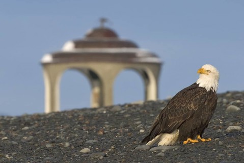 Bald Eagle (Haliaeetus leucocephalus), Alaska, USA