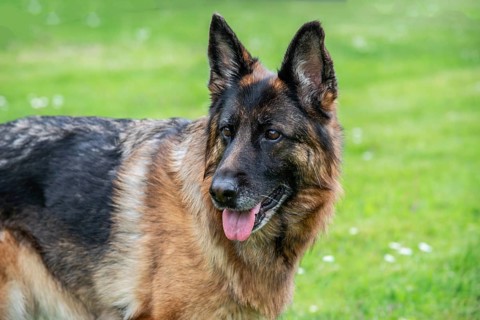 German Shepherd, female, portrait, attentive, standing on lawn in Ystad, Skåne County, Sweden,