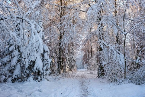 Snow-covered forest path framed by large, snow-covered trees, radiates quiet winter tranquillity,