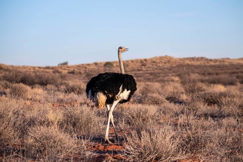 Male common ostrich (Struthio camelus), Kgalagadi Transfrontier National Park, Northern Cape, South