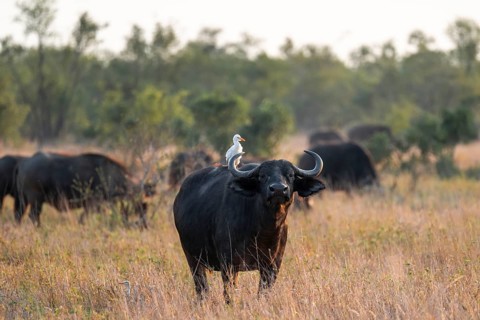 Cattle egret (Bubulcus ibis) sitting on the back of a Cape buffalo (Syncerus caffer caffer),