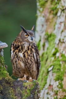 Eurasian Eagle-owl (Bubo bubo) Bavaria, Germany