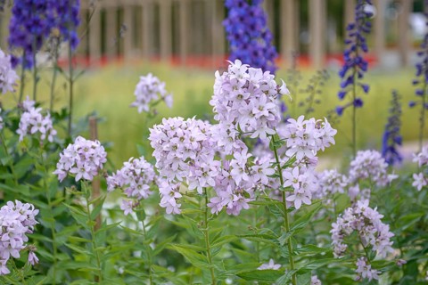 Bellflower (Campanula lactiflora 'Loddon Anna'),  Germany