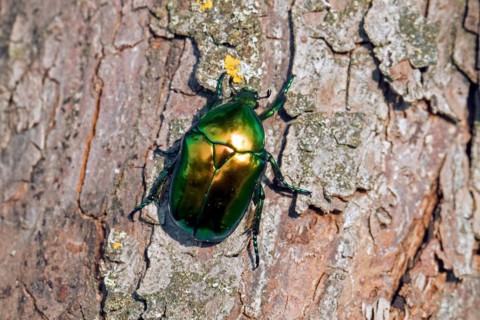 Flower chafer, green rose chafer (Protaetia speciosissima, Scarabaeus speciosissimus), scarab